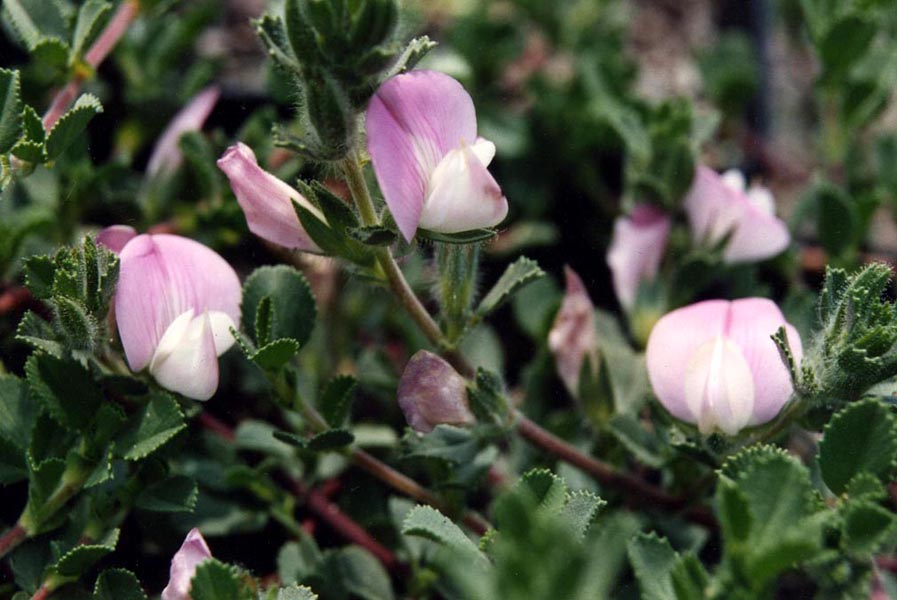Ononis repens ssp maritima photo